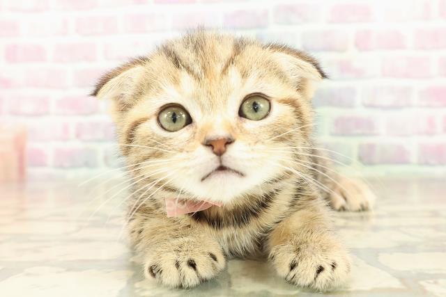 山梨県のスコティッシュフォールド (Coo&RIKU甲府昭和通り店/2025年9月24日生まれ/女の子/ブラウンパッチドタビー)の子猫