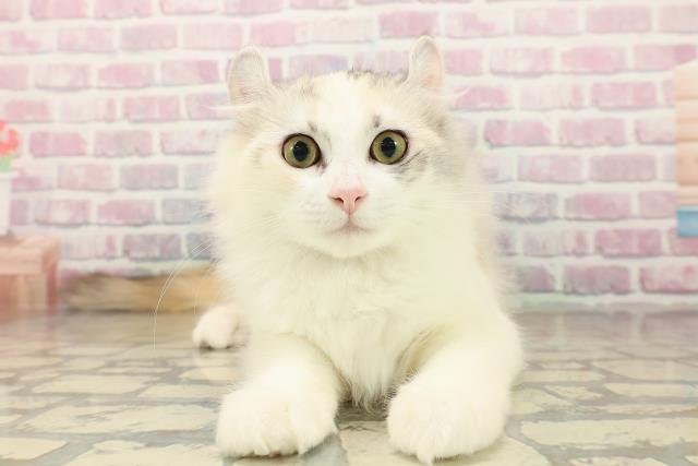 神奈川県のアメリカンカール (Coo&RIKU藤沢店/2025年7月15日生まれ/女の子/キャリコ)の子猫