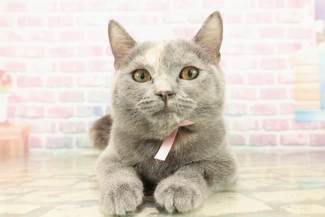 東京都のスコティッシュフォールド (Coo&RIKU府中店/2025年7月4日生まれ/女の子/ブルークリーム)の子猫の1枚目の画像
