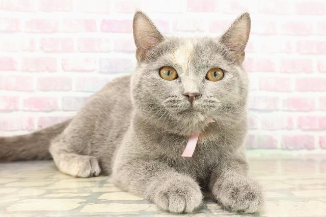 東京都のスコティッシュフォールド (Coo&RIKU府中店/2025年7月4日生まれ/女の子/ブルークリーム)の子猫の3枚目の画像