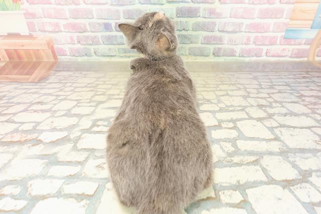 東京都のスコティッシュフォールド (Coo&RIKU府中店/2025年7月4日生まれ/女の子/ブルークリーム)の子猫の4枚目の画像