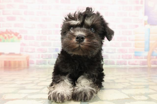 神奈川県のミニチュアシュナウザー (Coo&RIKU藤沢店/2025年9月29日生まれ/女の子/ブラックシルバー)の子犬