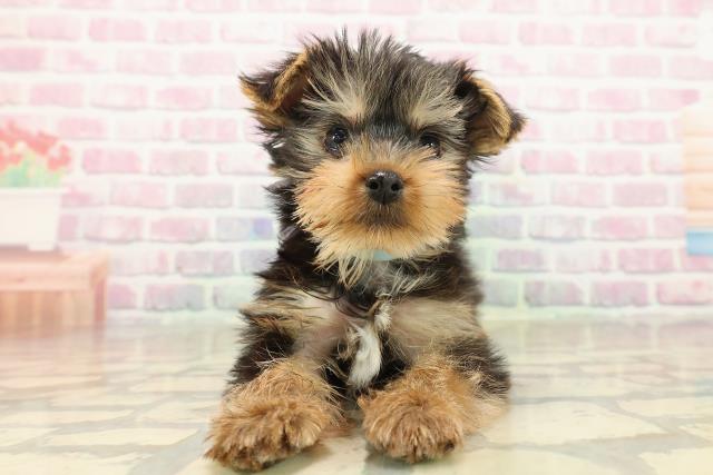 神奈川県のヨークシャーテリア (Coo&RIKU藤沢店/2025年9月29日生まれ/男の子/スチールブルータン)の子犬