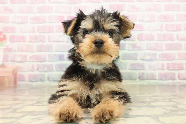 ヨークシャーテリア