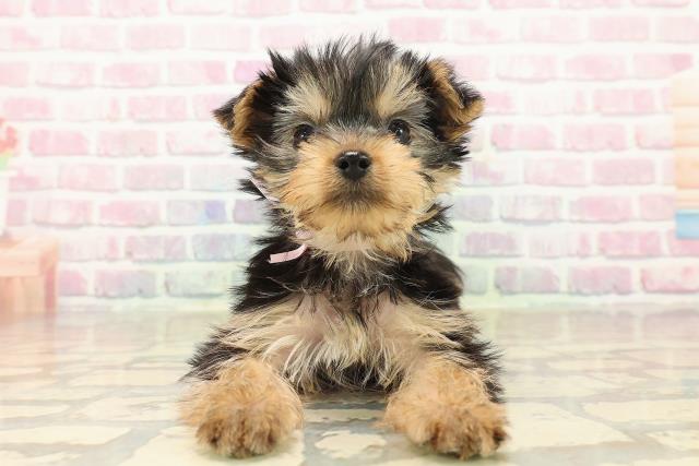 東京都のヨークシャーテリア (Coo&RIKU府中店/2025年9月29日生まれ/女の子/スチールブルータン)の子犬の1枚目の画像