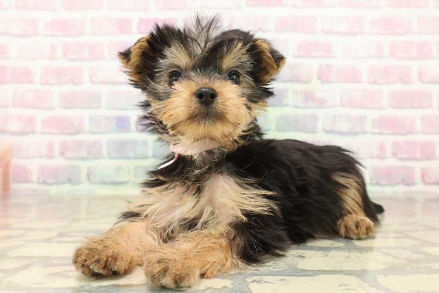 東京都のヨークシャーテリア (Coo&RIKU府中店/2025年9月29日生まれ/女の子/スチールブルータン)の子犬の2枚目の画像