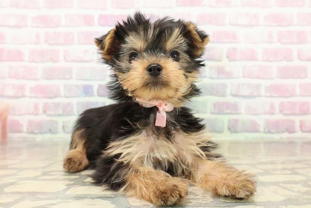 東京都のヨークシャーテリア (Coo&RIKU府中店/2025年9月29日生まれ/女の子/スチールブルータン)の子犬の3枚目の画像