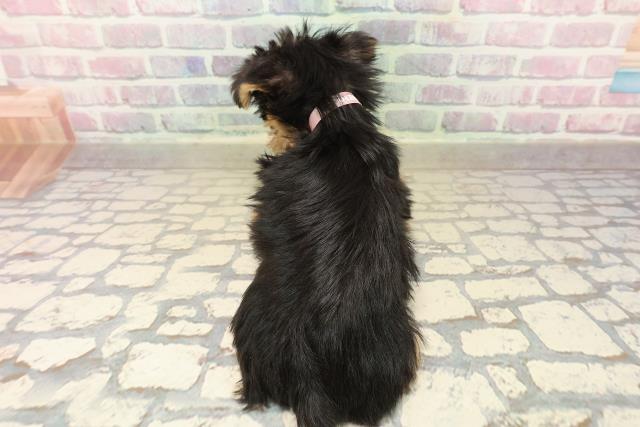 東京都のヨークシャーテリア (Coo&RIKU府中店/2025年9月29日生まれ/女の子/スチールブルータン)の子犬の4枚目の画像