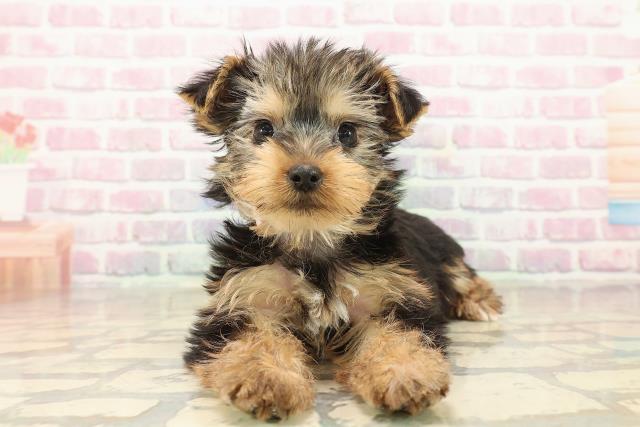 栃木県のヨークシャーテリア (Coo&RIKUFKDインターパーク店/2025年9月29日生まれ/女の子/スチールブルータン)の子犬の1枚目の画像
