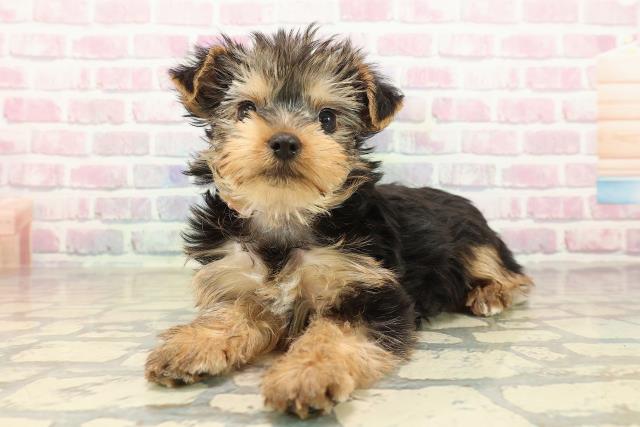 栃木県のヨークシャーテリア (Coo&RIKUFKDインターパーク店/2025年9月29日生まれ/女の子/スチールブルータン)の子犬の2枚目の画像