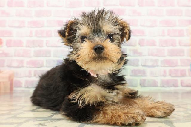 栃木県のヨークシャーテリア (Coo&RIKUFKDインターパーク店/2025年9月29日生まれ/女の子/スチールブルータン)の子犬の3枚目の画像