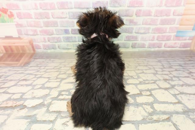 栃木県のヨークシャーテリア (Coo&RIKUFKDインターパーク店/2025年9月29日生まれ/女の子/スチールブルータン)の子犬の4枚目の画像