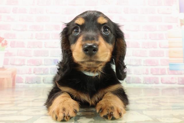 栃木県のミニチュアダックスフンド(ロング) (Coo&RIKUFKDインターパーク店/2025年9月30日生まれ/男の子/ブラックタン)の子犬の1枚目の画像