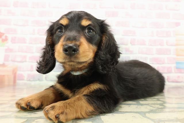 栃木県のミニチュアダックスフンド(ロング) (Coo&RIKUFKDインターパーク店/2025年9月30日生まれ/男の子/ブラックタン)の子犬の2枚目の画像