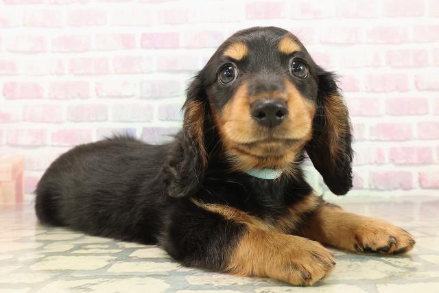 栃木県のミニチュアダックスフンド(ロング) (Coo&RIKUFKDインターパーク店/2025年9月30日生まれ/男の子/ブラックタン)の子犬の3枚目の画像