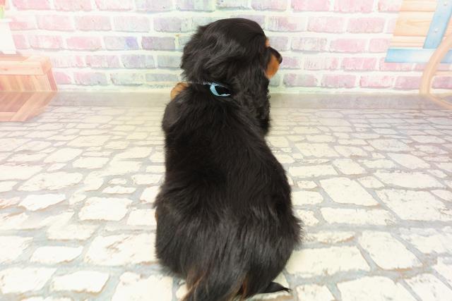 栃木県のミニチュアダックスフンド(ロング) (Coo&RIKUFKDインターパーク店/2025年9月30日生まれ/男の子/ブラックタン)の子犬の4枚目の画像