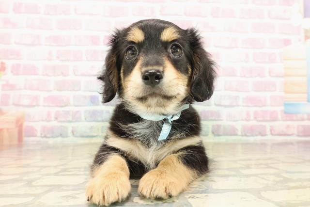 神奈川県のチワックス(チワワ×ダックス) (Coo&RIKU藤沢店/2025年9月29日生まれ/男の子/ブラックタンホワイト)の子犬の1枚目の画像