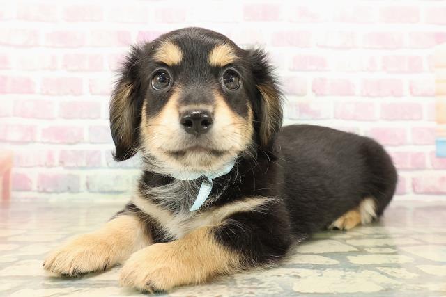 神奈川県のチワックス(チワワ×ダックス) (Coo&RIKU藤沢店/2025年9月29日生まれ/男の子/ブラックタンホワイト)の子犬の2枚目の画像