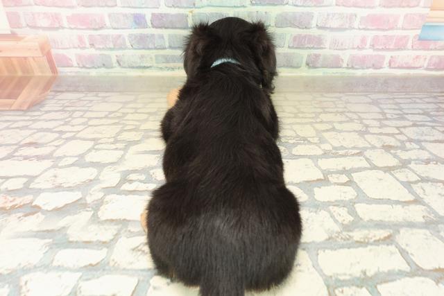 神奈川県のチワックス(チワワ×ダックス) (Coo&RIKU藤沢店/2025年9月29日生まれ/男の子/ブラックタンホワイト)の子犬の4枚目の画像