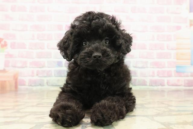 神奈川県のトイプードル(トイ) (Coo&RIKU藤沢店/2025年9月29日生まれ/女の子/ブラック)の子犬の1枚目の画像