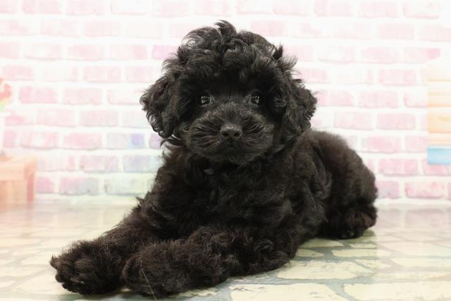 神奈川県のトイプードル(トイ) (Coo&RIKU藤沢店/2025年9月29日生まれ/女の子/ブラック)の子犬の2枚目の画像