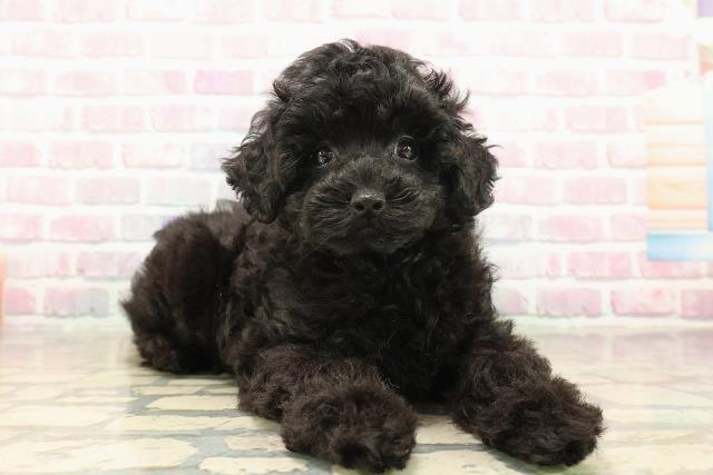 神奈川県のトイプードル(トイ) (Coo&RIKU藤沢店/2025年9月29日生まれ/女の子/ブラック)の子犬の3枚目の画像