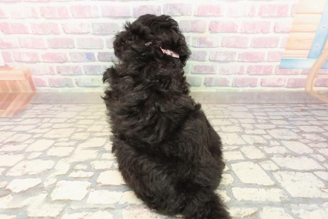 神奈川県のトイプードル(トイ) (Coo&RIKU藤沢店/2025年9月29日生まれ/女の子/ブラック)の子犬の4枚目の画像