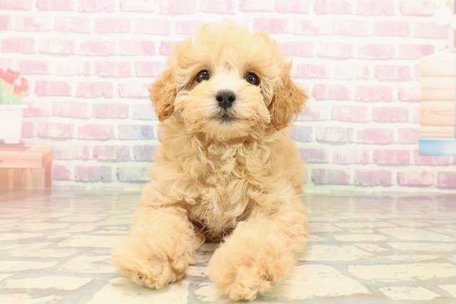 栃木県のトイプードル(トイ) (Coo&RIKU小山店/2025年9月29日生まれ/女の子/アプリコット)の子犬の1枚目の画像