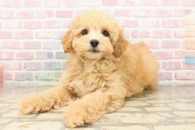 栃木県のトイプードル(トイ) (Coo&RIKU小山店/2025年9月29日生まれ/女の子/アプリコット)の子犬の2枚目の画像