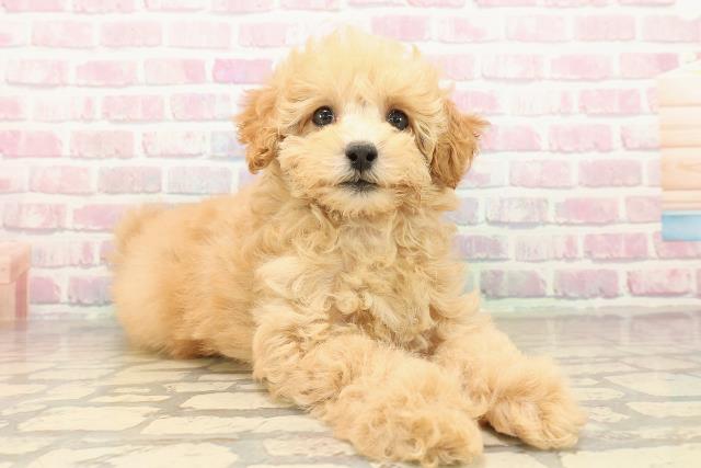 栃木県のトイプードル(トイ) (Coo&RIKU小山店/2025年9月29日生まれ/女の子/アプリコット)の子犬の3枚目の画像