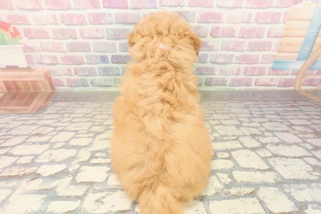 栃木県のトイプードル(トイ) (Coo&RIKU小山店/2025年9月29日生まれ/女の子/アプリコット)の子犬の4枚目の画像