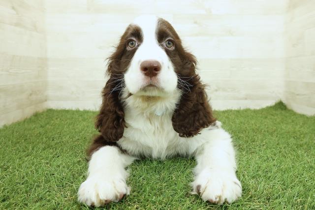 神奈川県のイングリッシュスプリンガースパニエル (Coo&RIKU藤沢店/2025年9月17日生まれ/男の子/レバーホワイト)の子犬の1枚目の画像