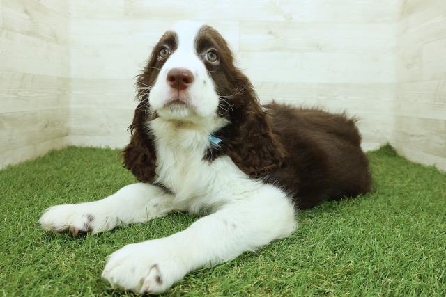 神奈川県のイングリッシュスプリンガースパニエル (Coo&RIKU藤沢店/2025年9月17日生まれ/男の子/レバーホワイト)の子犬の2枚目の画像