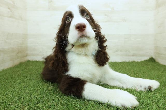 神奈川県のイングリッシュスプリンガースパニエル (Coo&RIKU藤沢店/2025年9月17日生まれ/男の子/レバーホワイト)の子犬の3枚目の画像