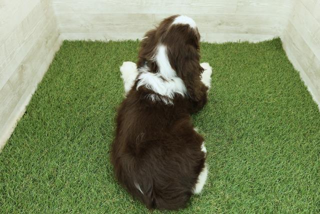 神奈川県のイングリッシュスプリンガースパニエル (Coo&RIKU藤沢店/2025年9月17日生まれ/男の子/レバーホワイト)の子犬の4枚目の画像