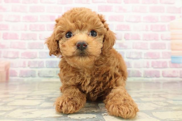 山梨県のトイプードル(トイ) (Coo&RIKU甲府昭和通り店/2025年9月30日生まれ/男の子/レッド)の子犬