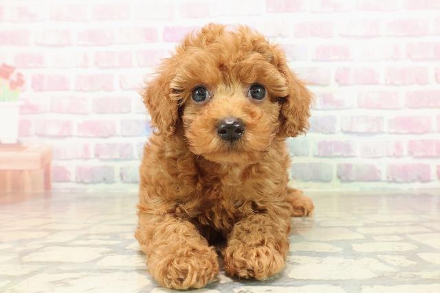 神奈川県のトイプードル(トイ) (Coo&RIKU小田原店/2025年9月30日生まれ/男の子/レッド)の子犬の1枚目の画像