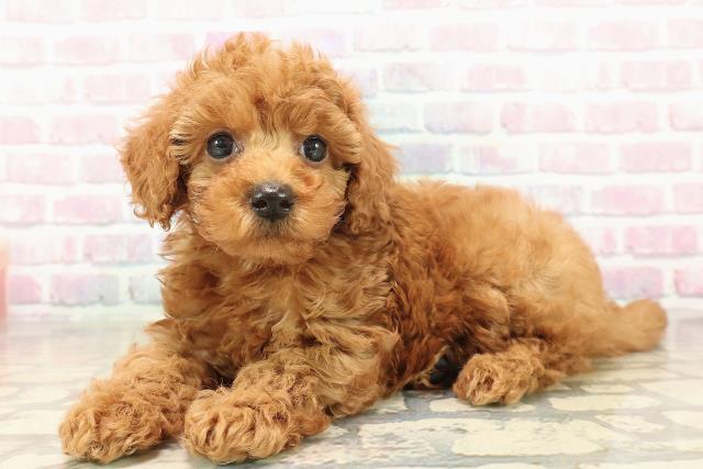 神奈川県のトイプードル(トイ) (Coo&RIKU小田原店/2025年9月30日生まれ/男の子/レッド)の子犬の2枚目の画像