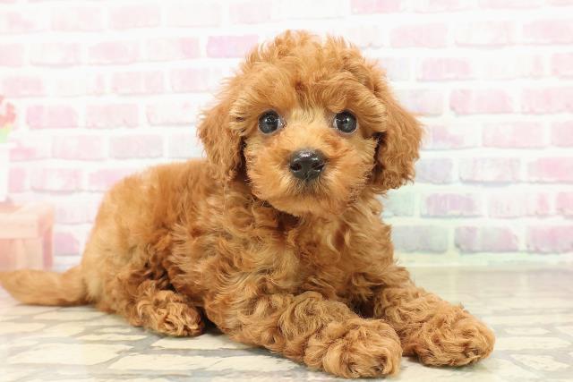 神奈川県のトイプードル(トイ) (Coo&RIKU小田原店/2025年9月30日生まれ/男の子/レッド)の子犬の3枚目の画像