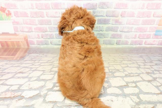 神奈川県のトイプードル(トイ) (Coo&RIKU小田原店/2025年9月30日生まれ/男の子/レッド)の子犬の4枚目の画像