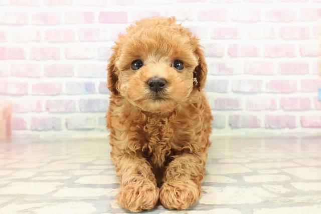 栃木県のトイプードル(トイ) (Coo&RIKU宇都宮店/2025年9月30日生まれ/男の子/レッド)の子犬の1枚目の画像