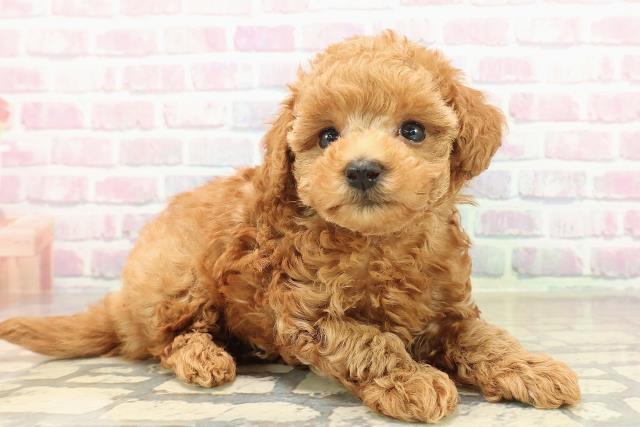 栃木県のトイプードル(トイ) (Coo&RIKU宇都宮店/2025年9月30日生まれ/男の子/レッド)の子犬の3枚目の画像