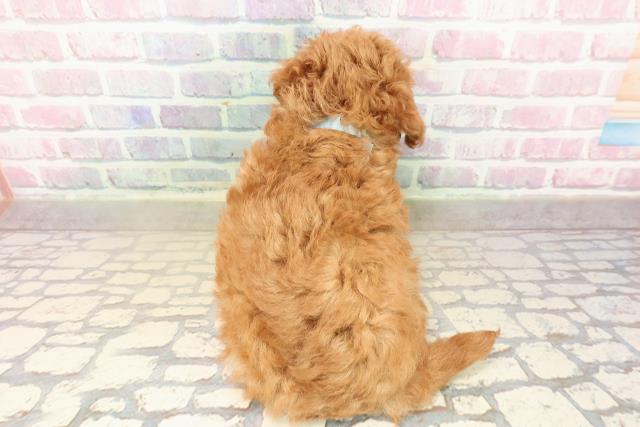 栃木県のトイプードル(トイ) (Coo&RIKU宇都宮店/2025年9月30日生まれ/男の子/レッド)の子犬の4枚目の画像