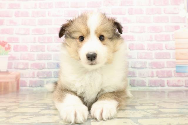 山梨県のシェットランドシープドッグ (Coo&RIKU甲府昭和通り店/2025年9月24日生まれ/男の子/セーブルホワイト)の子犬