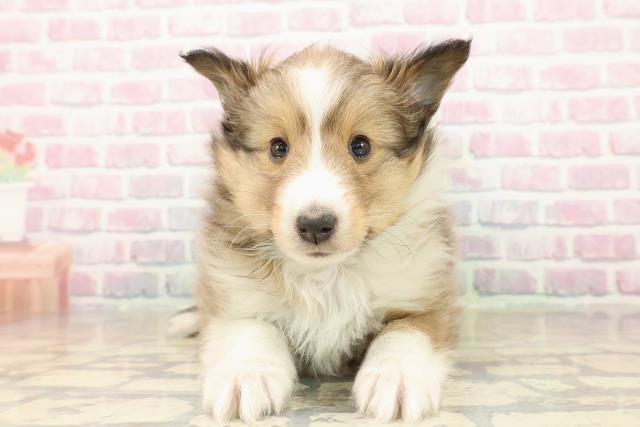 シェットランドシープドッグ