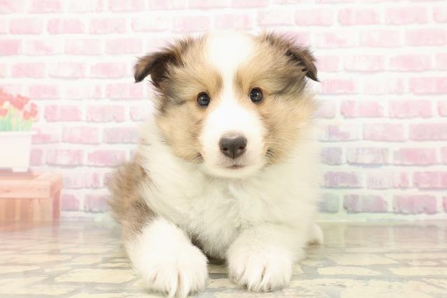 神奈川県のシェットランドシープドッグ (Coo&RIKU藤沢店/2025年9月24日生まれ/男の子/セーブルホワイト)の子犬の1枚目の画像