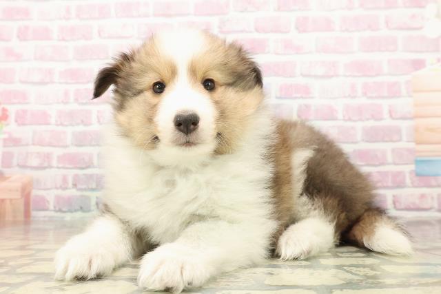 神奈川県のシェットランドシープドッグ (Coo&RIKU藤沢店/2025年9月24日生まれ/男の子/セーブルホワイト)の子犬の2枚目の画像