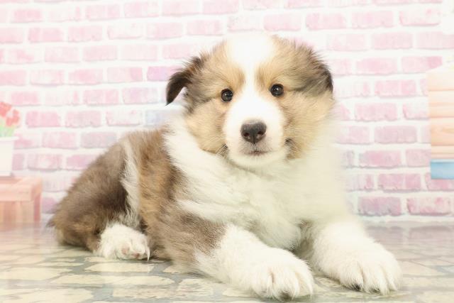 神奈川県のシェットランドシープドッグ (Coo&RIKU藤沢店/2025年9月24日生まれ/男の子/セーブルホワイト)の子犬の3枚目の画像