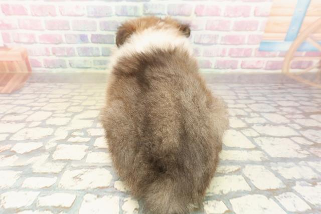 神奈川県のシェットランドシープドッグ (Coo&RIKU藤沢店/2025年9月24日生まれ/男の子/セーブルホワイト)の子犬の4枚目の画像