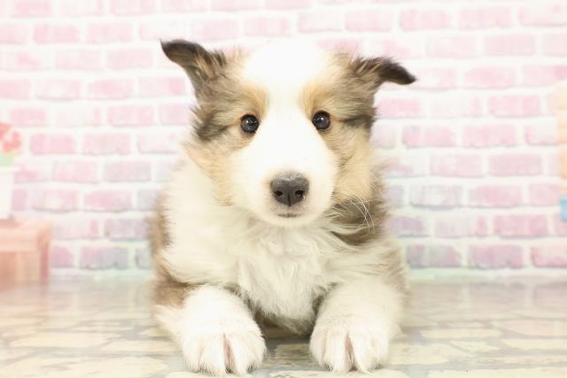 シェットランドシープドッグ